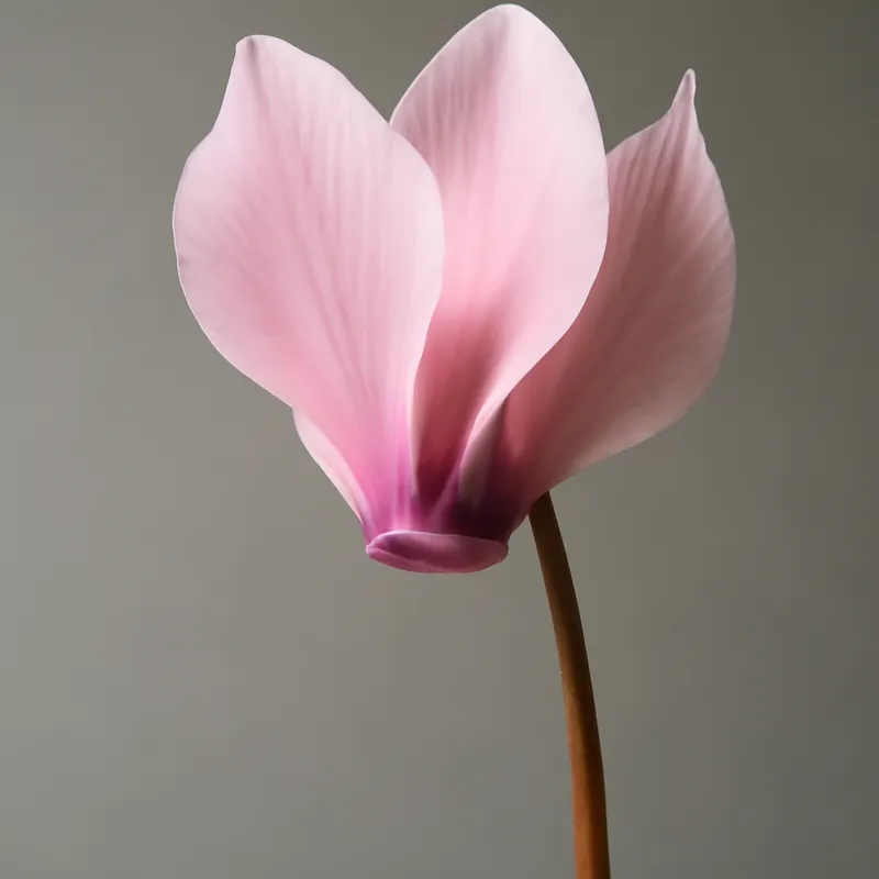 Cyclamen – rose – image 1