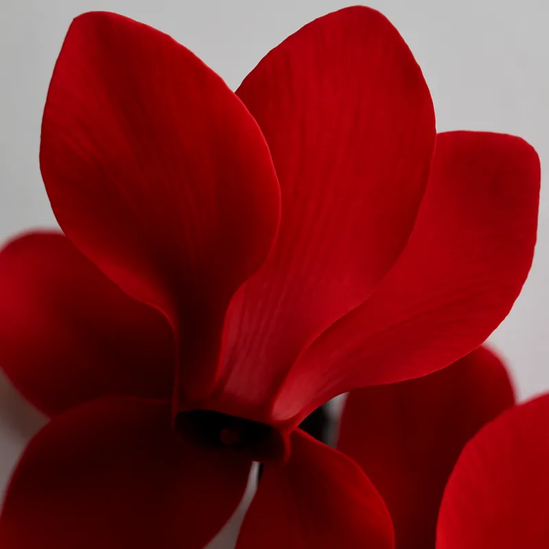 Cyclamen – rouge – image 2