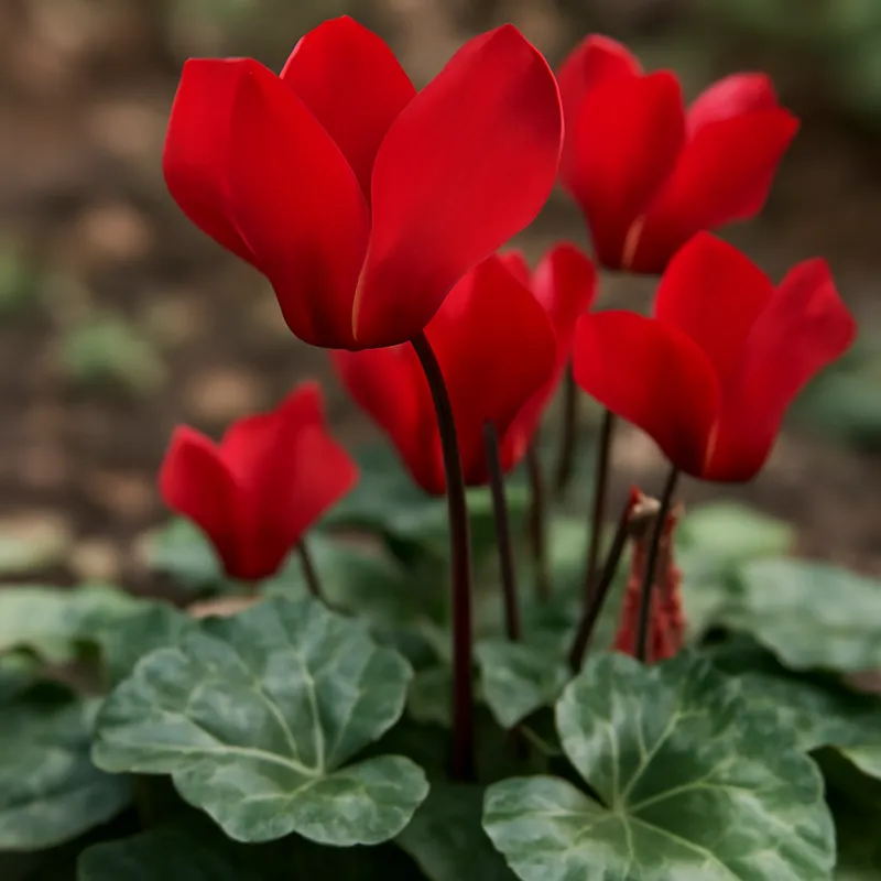 Cyclamen – rouge – image 4