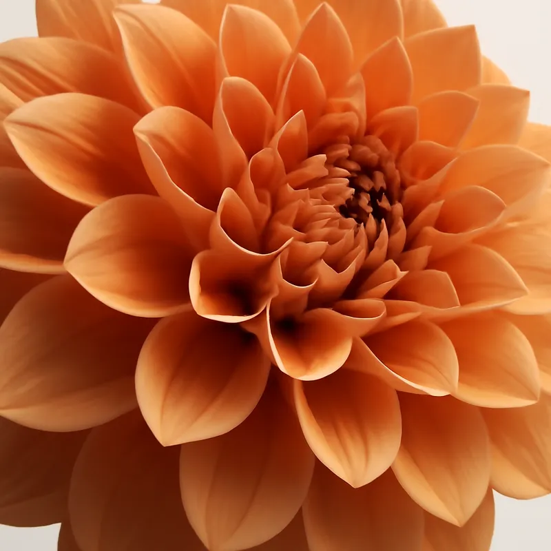 Dahlia – classique – image 2