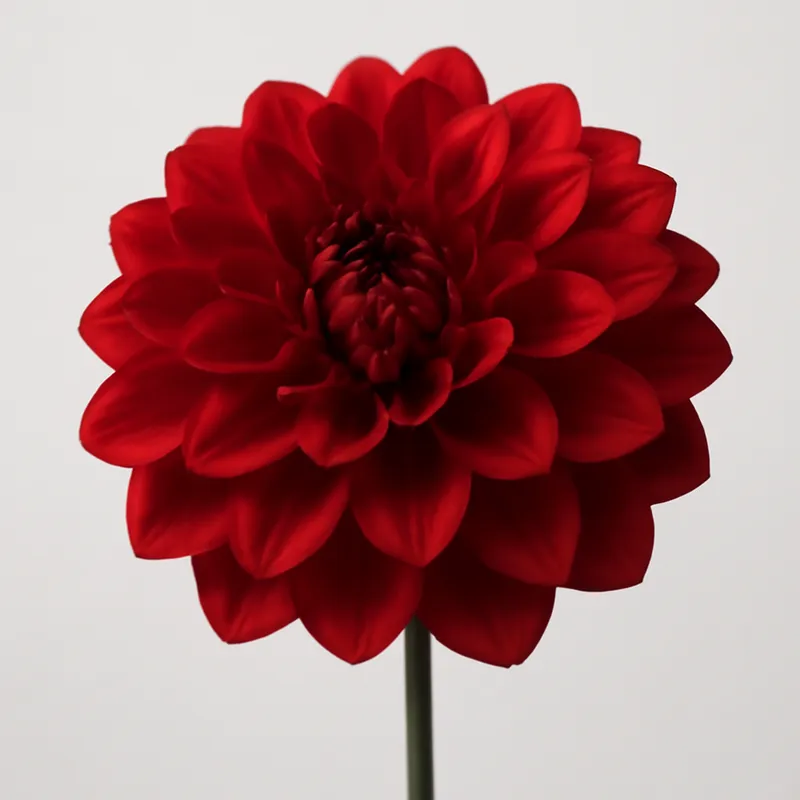 Dahlia – rouge – image 1