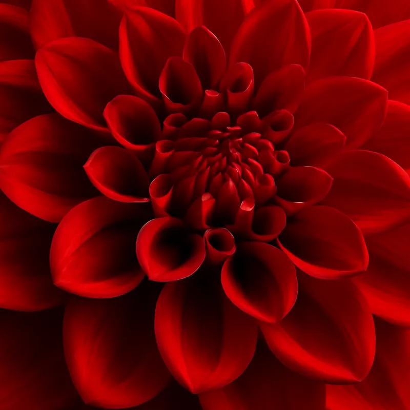 Dahlia – rouge – image 2