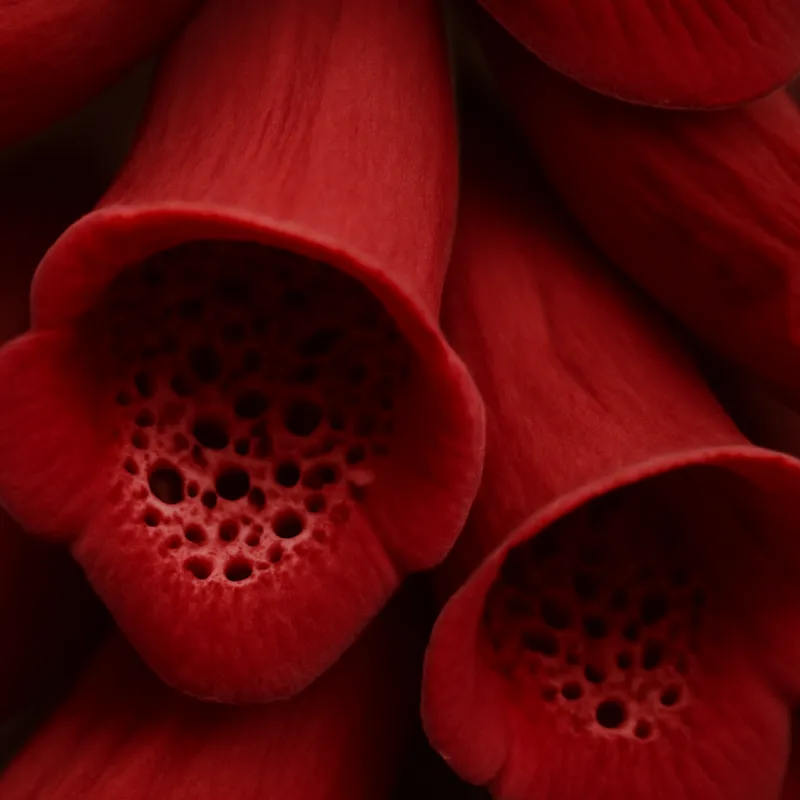 Digitale – rouge – image 2