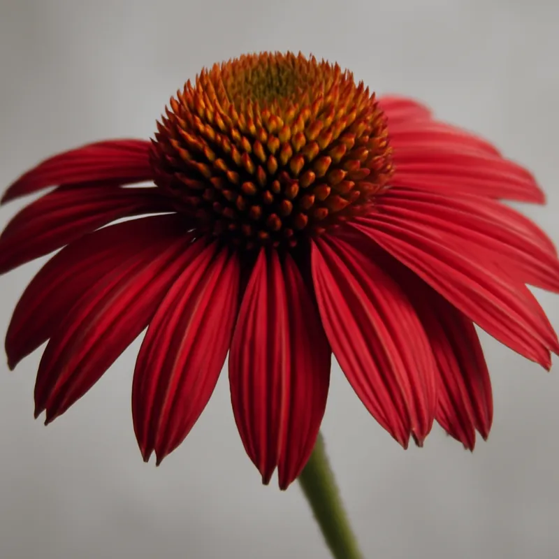 Échinacée pourpre – blanc – image 1