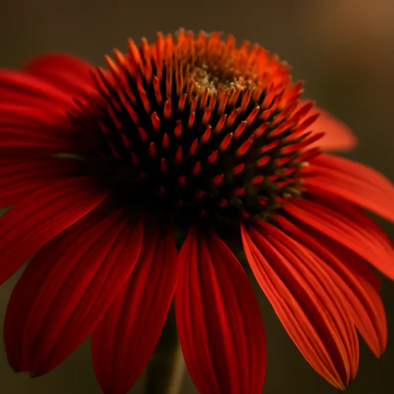Échinacée pourpre – blanc – image 2