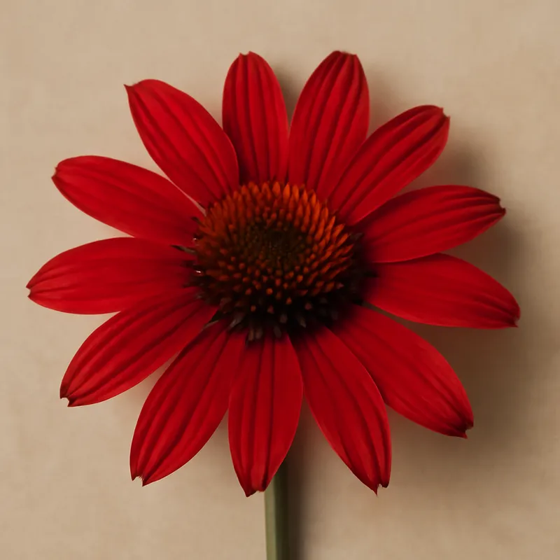 Échinacée pourpre – classique – image 1