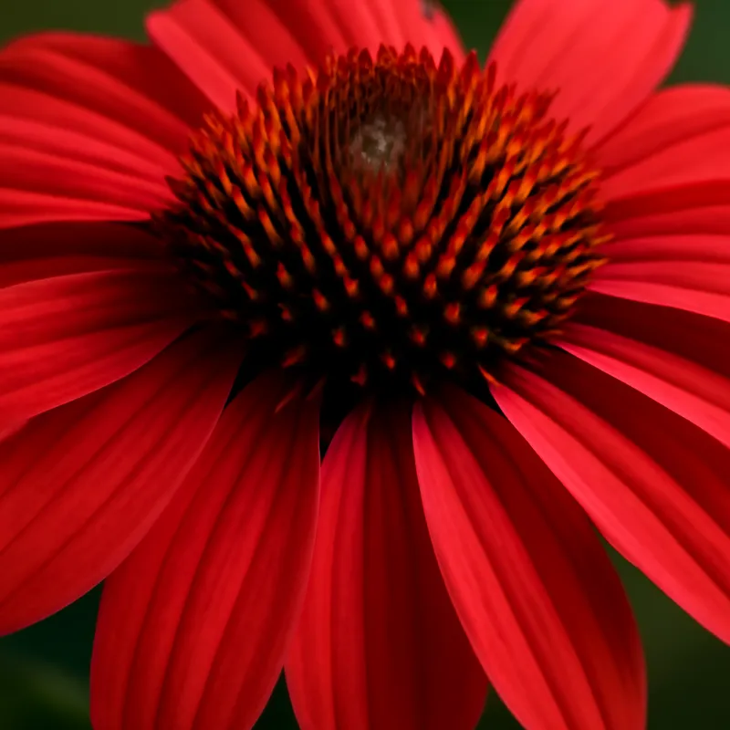 Échinacée pourpre – classique – image 2