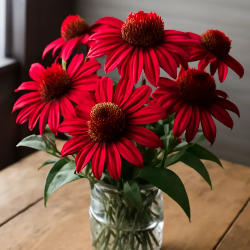 Échinacée pourpre – classique – image 3