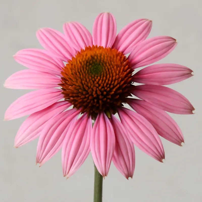 Échinacée pourpre – rose – image 1