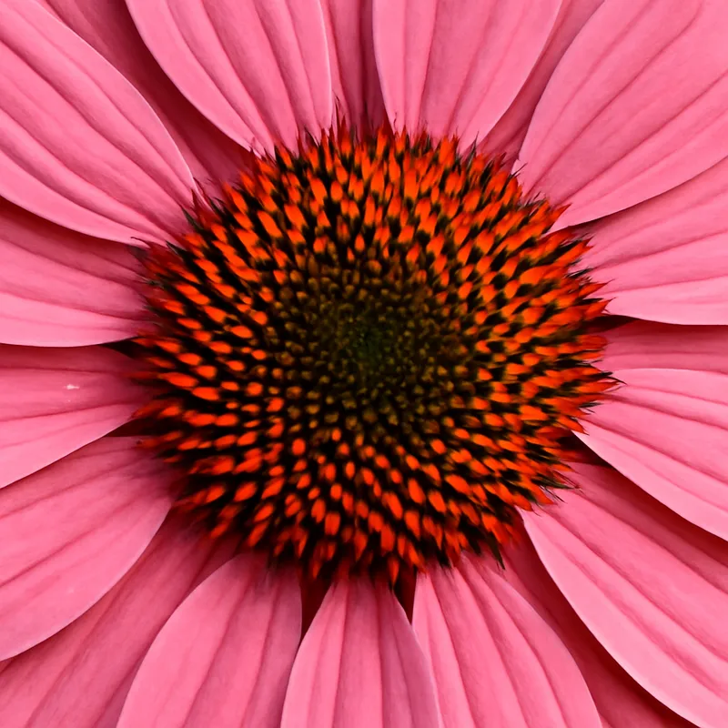 Échinacée pourpre – rose – image 2