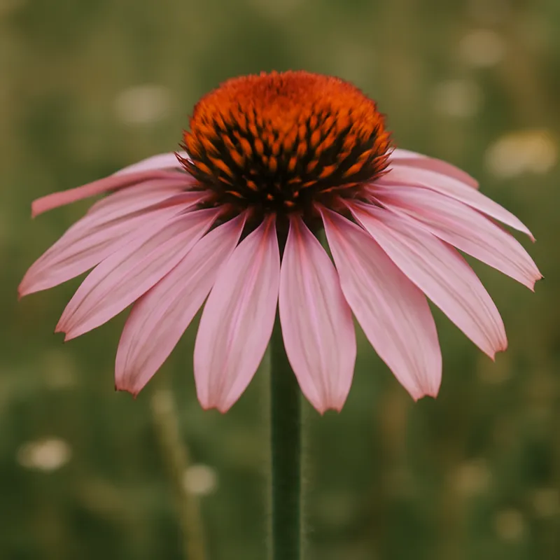 Échinacée pourpre – rose – image 4
