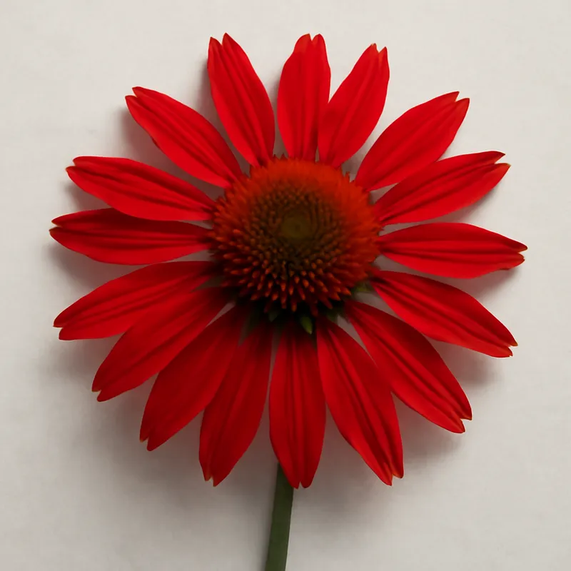 Échinacée pourpre – rouge – image 1