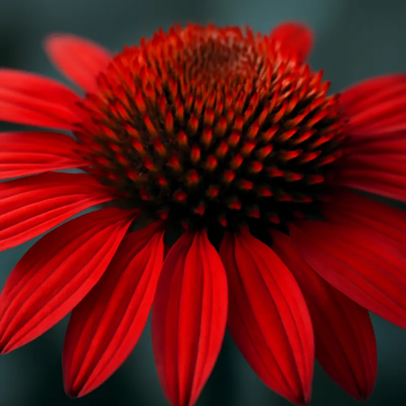 Échinacée pourpre – rouge – image 2
