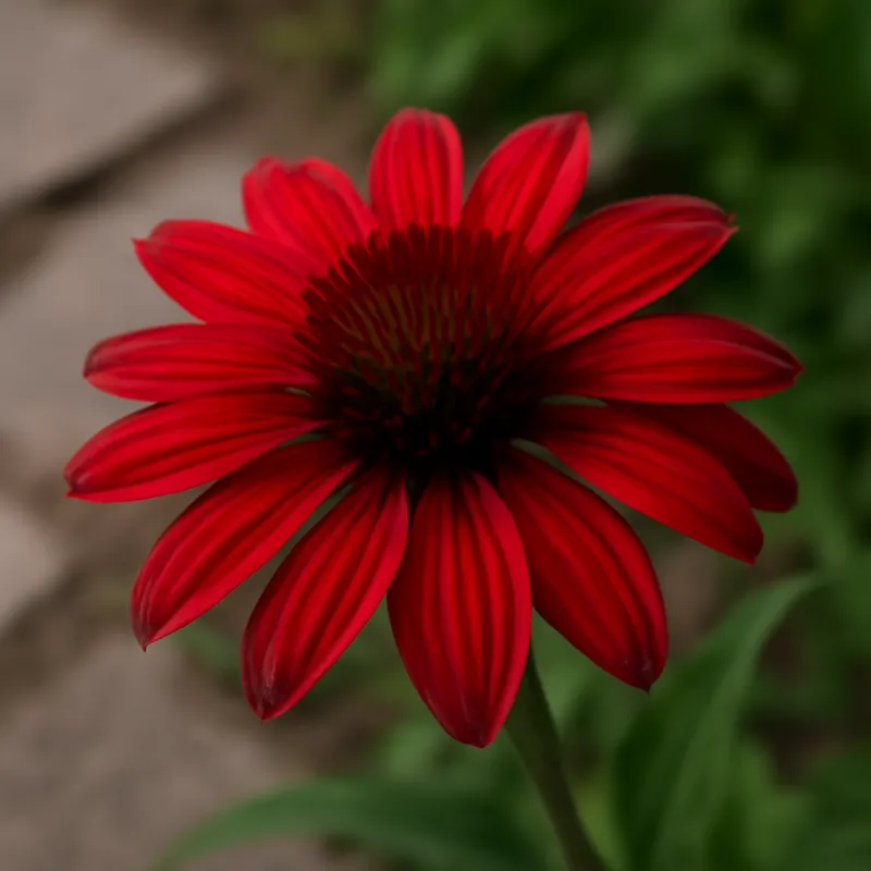 Échinacée pourpre – rouge – image 4
