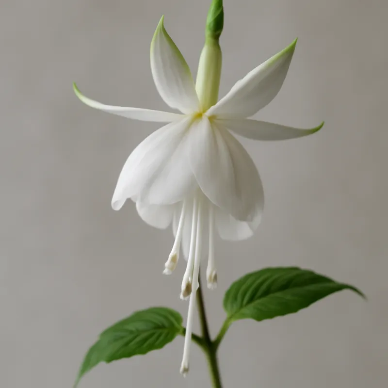 Fuchsia - blanc