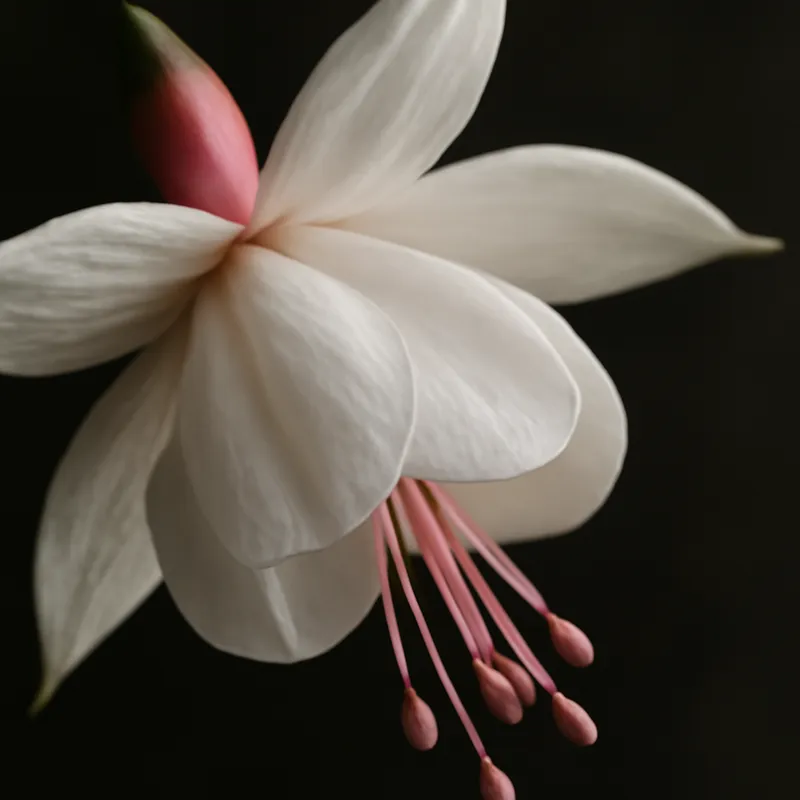 Fuchsia - blanc - image 2