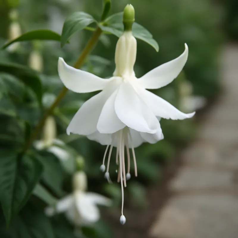 Fuchsia - blanc - image 4