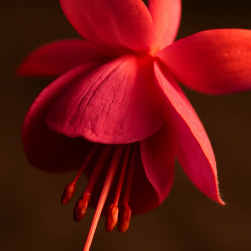 Fuchsia – classique – image 2