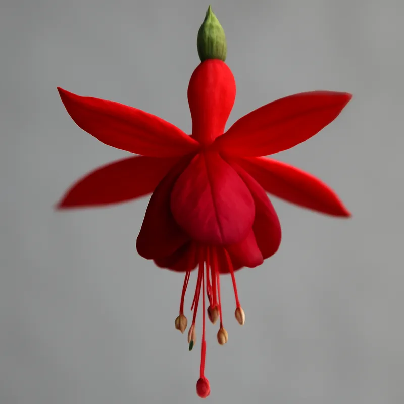 Fuchsia – rouge – image 1