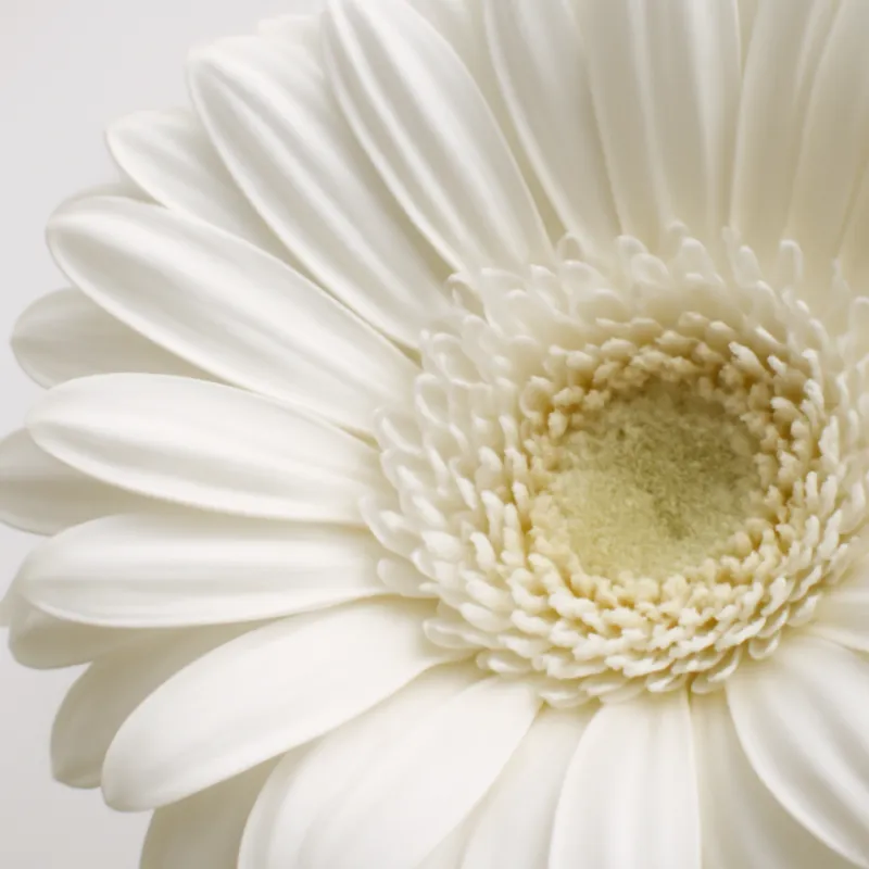 Gerbera – blanc – image 2