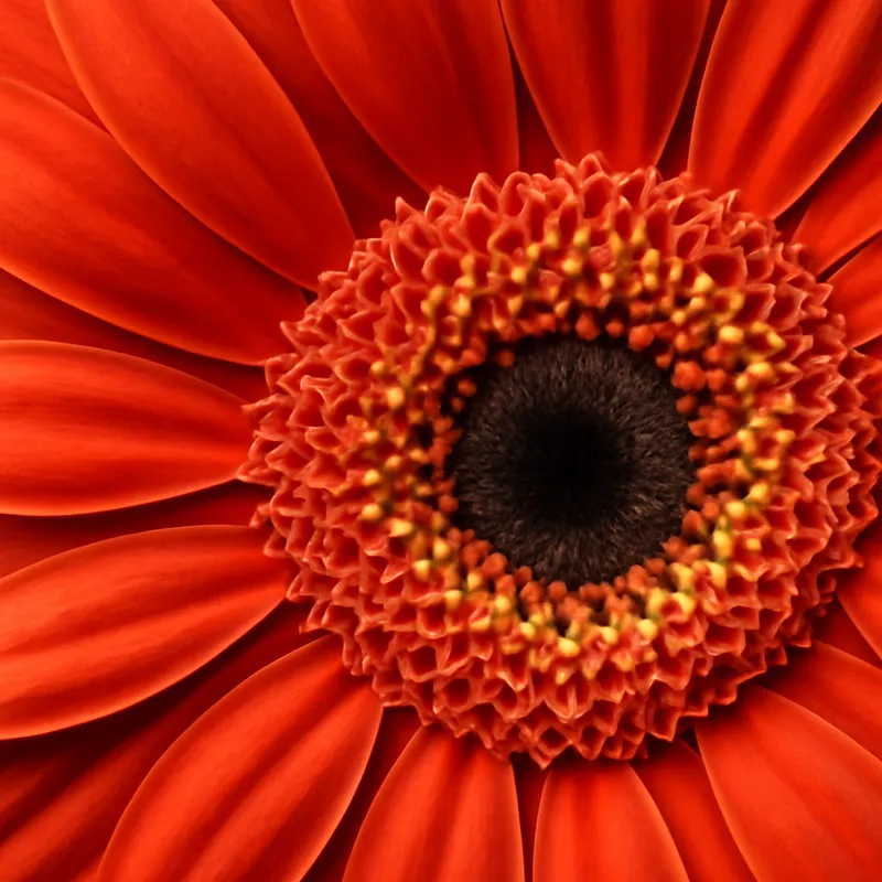 Gerbera – classique – image 2
