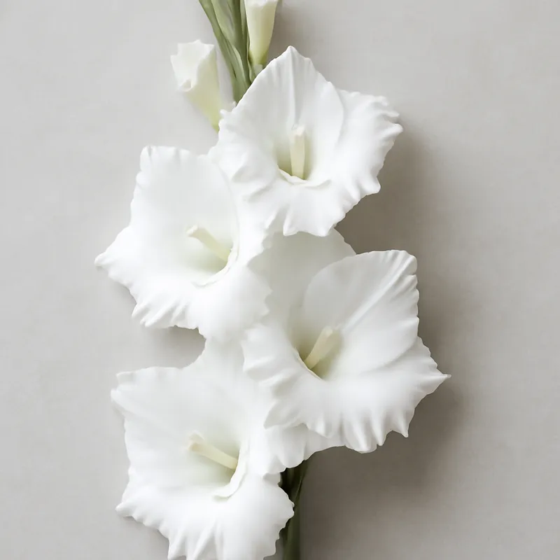 Glaïeul – blanc – image 1