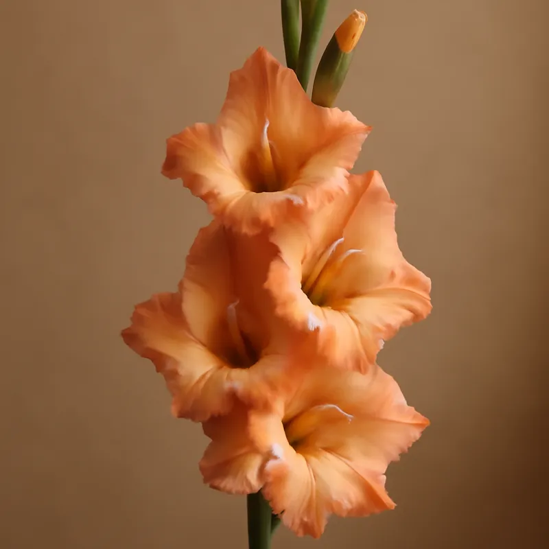 Glaïeul – classique – image 1