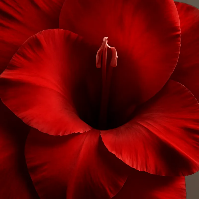 Glaïeul – rouge – image 2