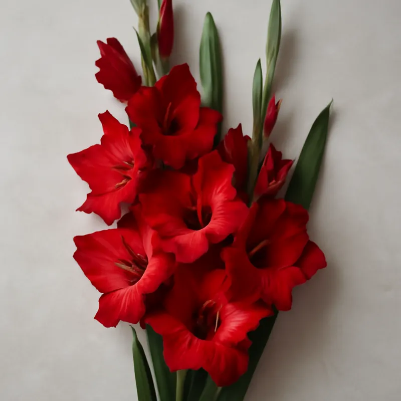 Glaïeul – rouge – image 3