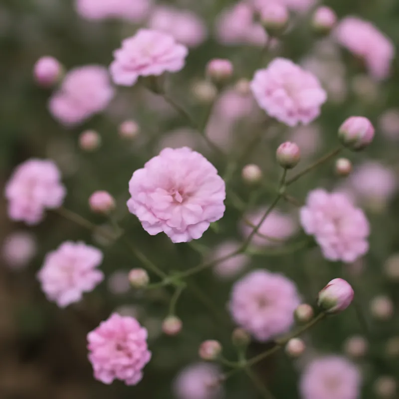 Gypsophile – rose – image 4