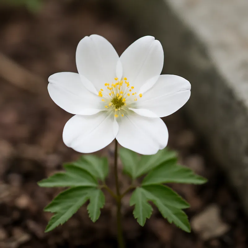 Hépatique – blanc – image 4