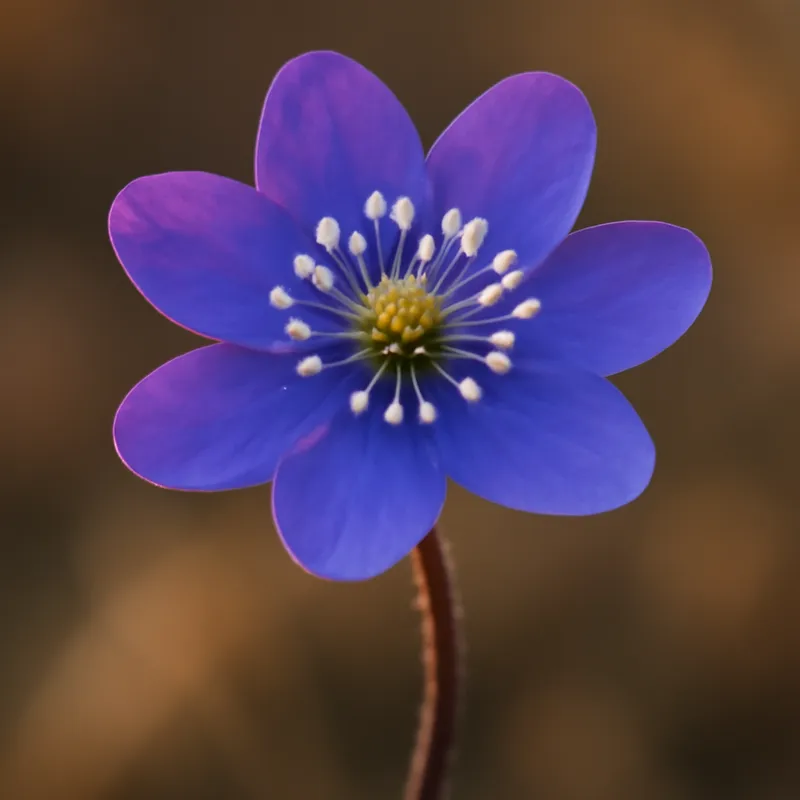 Hépatique – classique – image 1