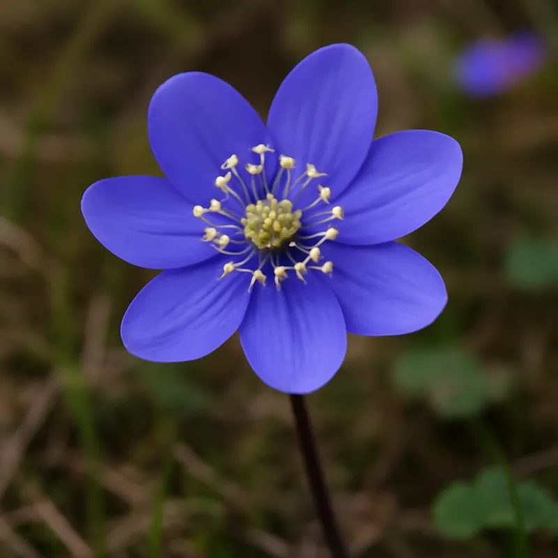 Hépatique – classique – image 4