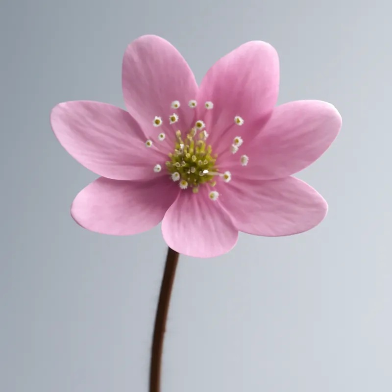 Hépatique – rose – image 1