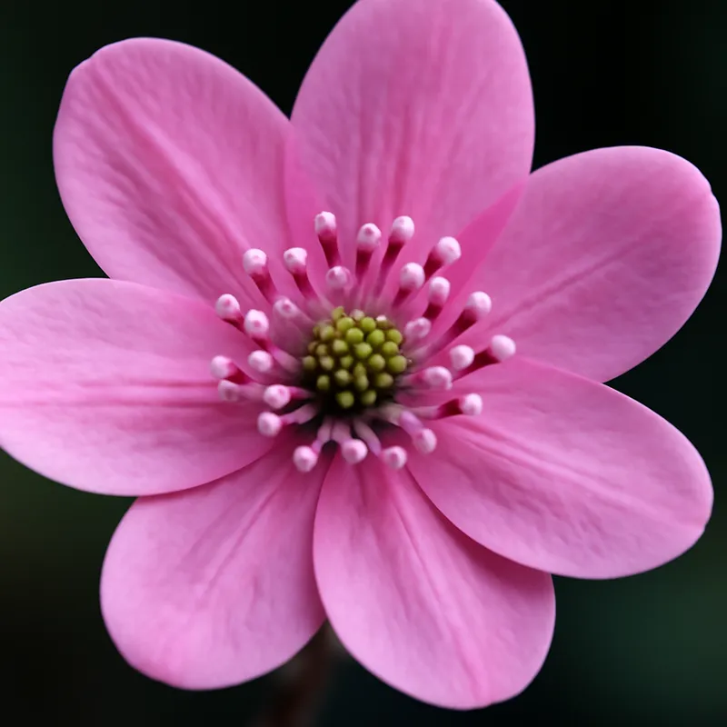 Hépatique – rose – image 2