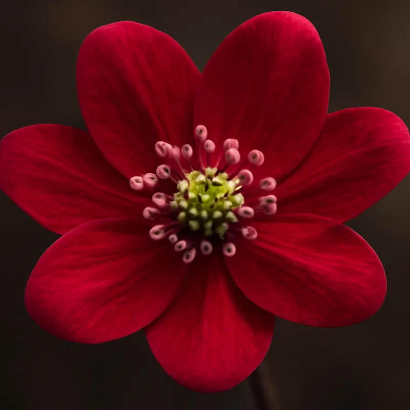 Hépatique – rouge – image 2