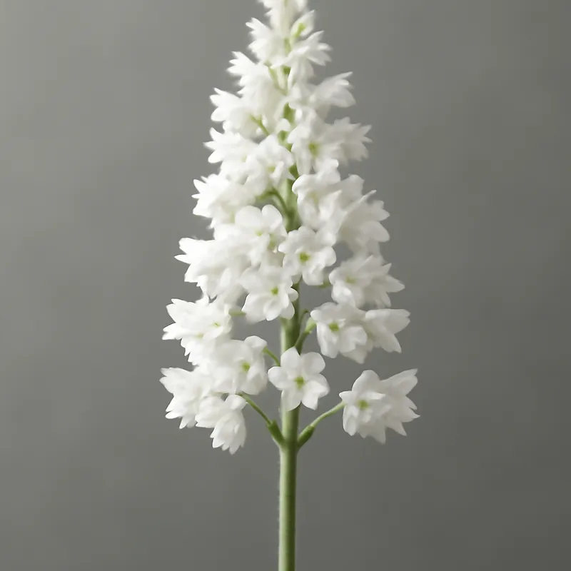 Heuchère – blanc – image 1