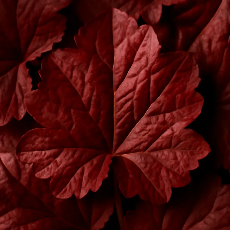Heuchère - rouge - image 2