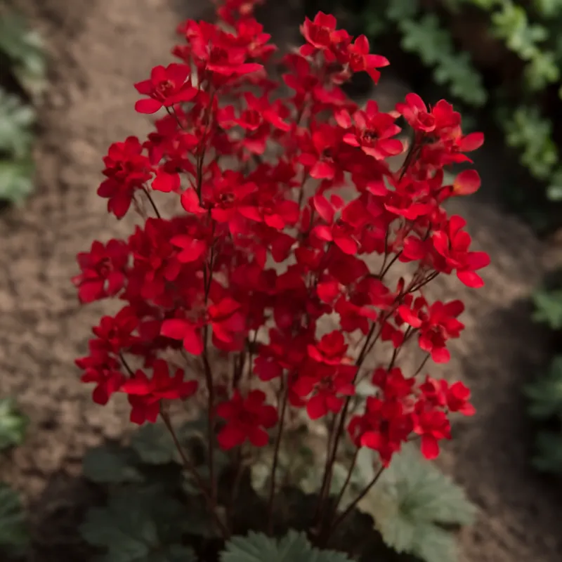 Heuchère - rouge - image 4