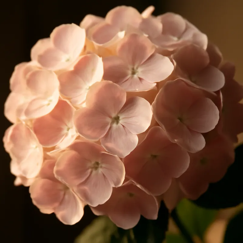 Hortensia – classique – image 2