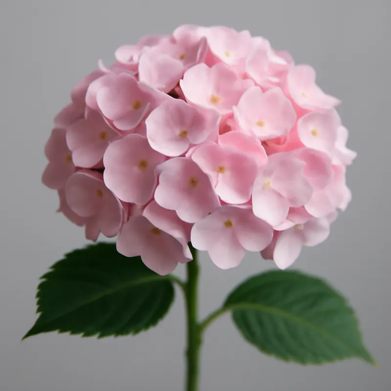 Hortensia – rose – image 1
