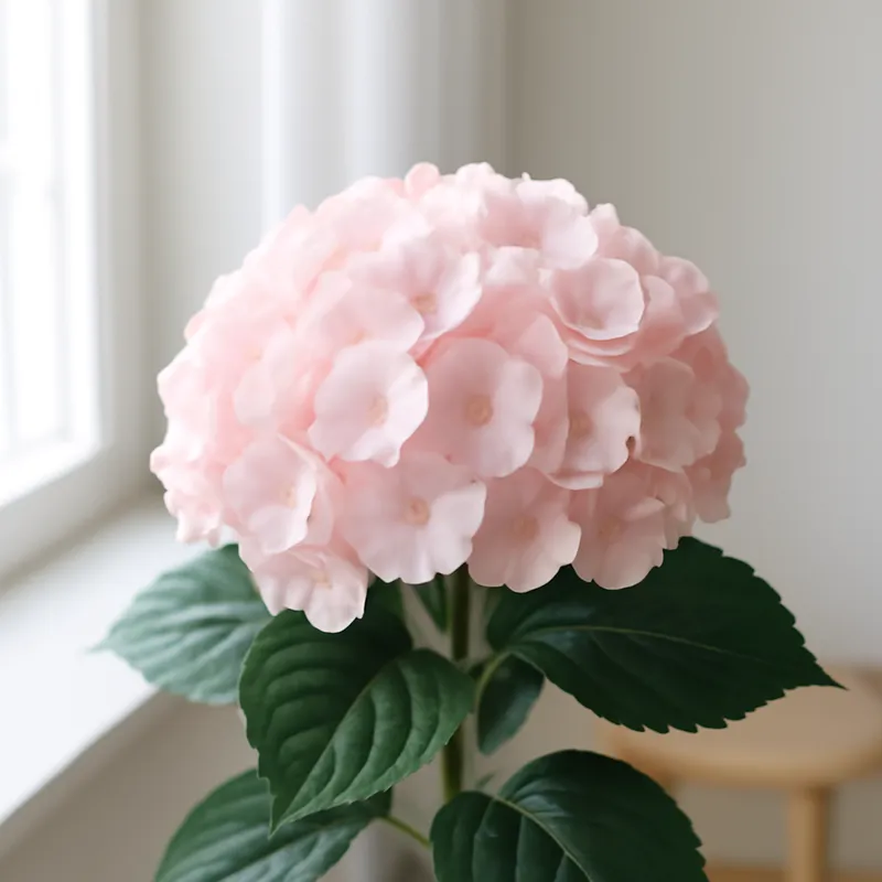 Hortensia – rose – image 3