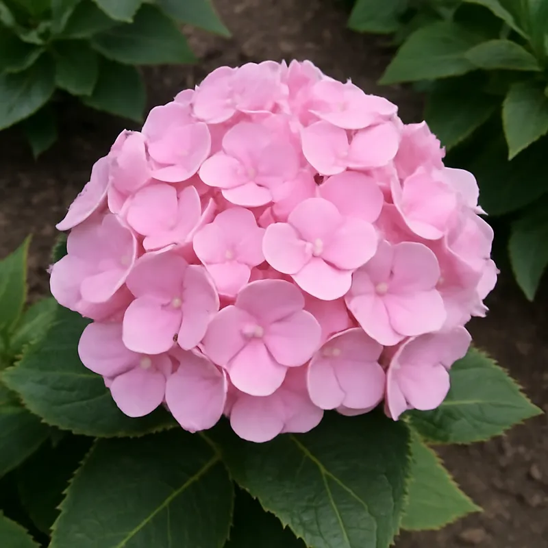 Hortensia – rose – image 4
