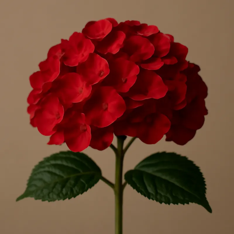 Hortensia – rouge – image 1