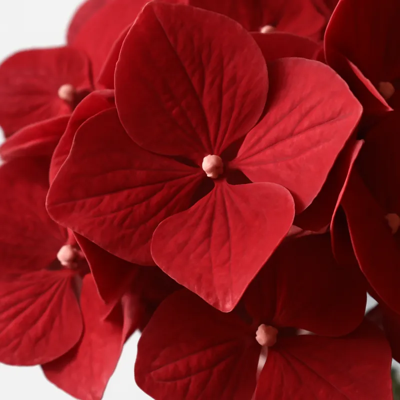 Hortensia – rouge – image 2