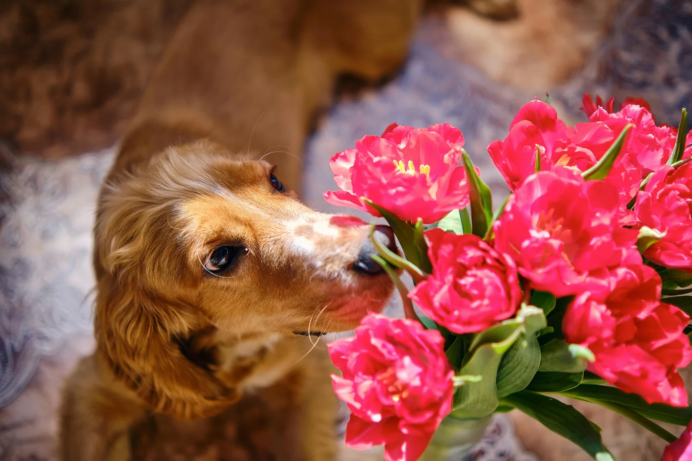 Golden retriever sentant curieusement un bouquet de tulipes rouges en intérieur, les tulipes peuvent provoquer des troubles digestifs chez le chien