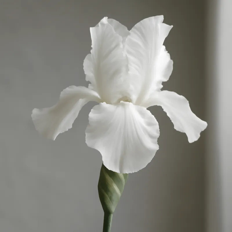 Iris – blanc – image 1