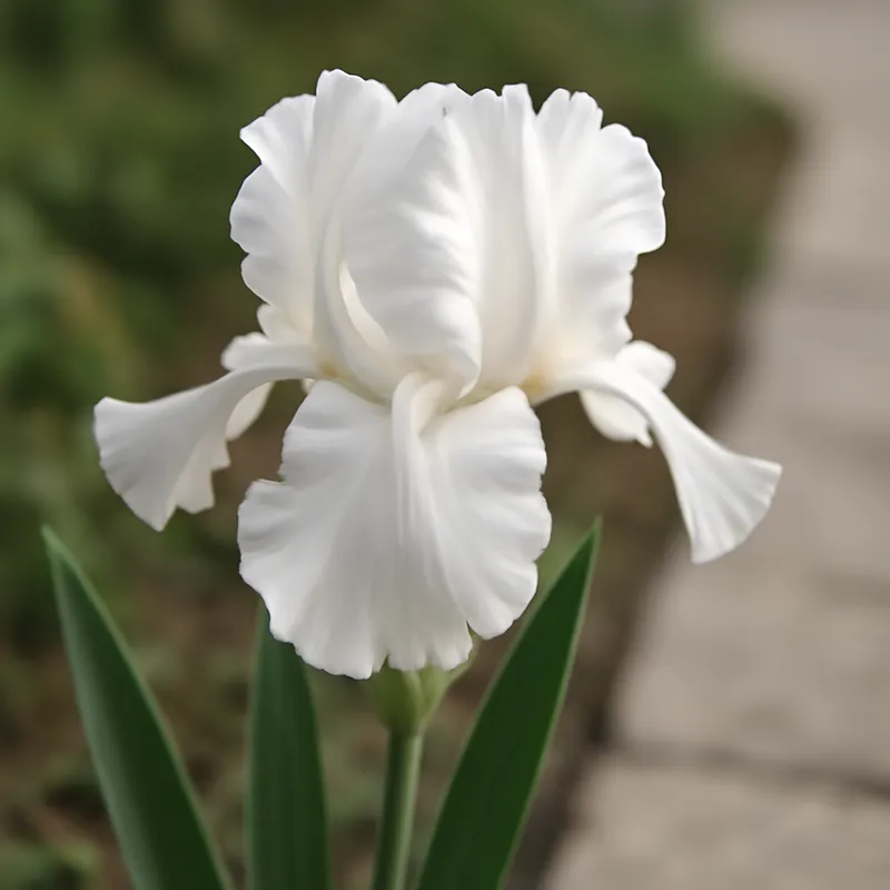 Iris – blanc – image 4