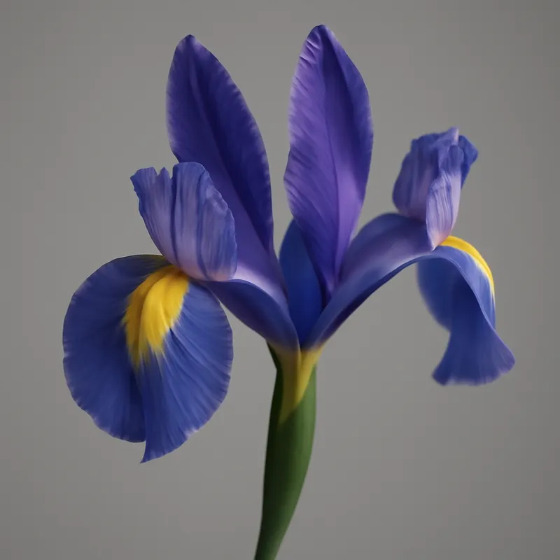 Iris – fleur royale aux tons de bleu et mauve