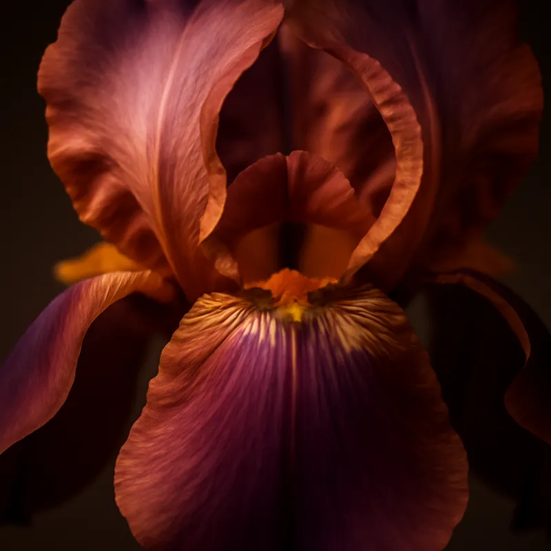 Iris – classique – image 2